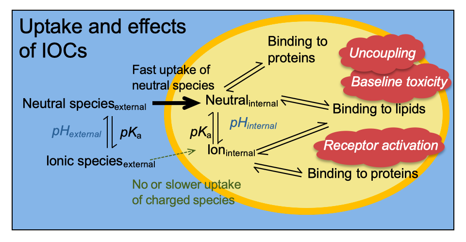 Uptake and effects of IOCs Uptake and effects of IOCs